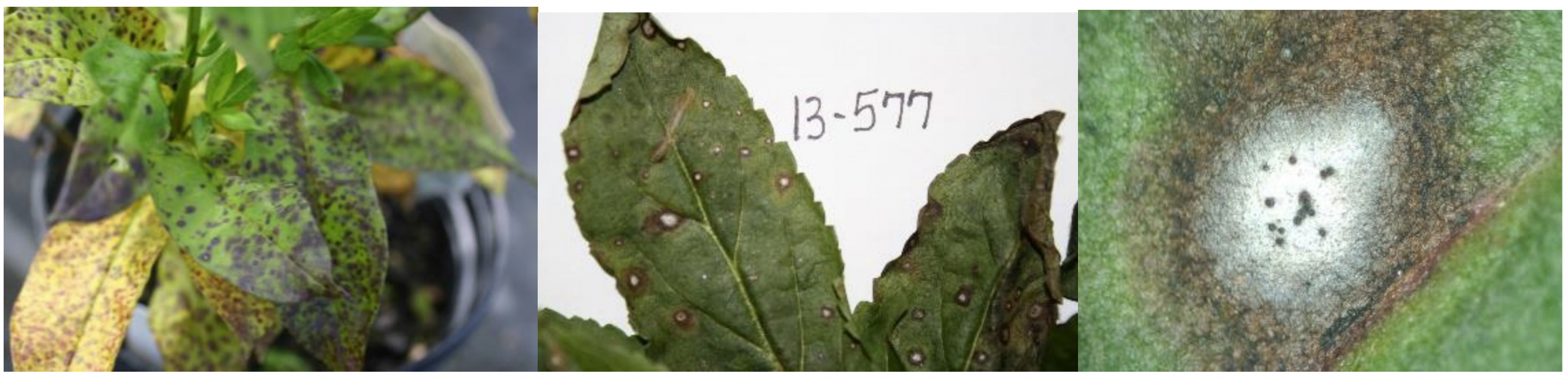 Figure 3: Septoria leaf spot on Phlox paniculata (photo by L, Pundt) (far left); Septoria onVeronica (center) (photo by J. Allen) and close-up of Septoria leaf spot on Veronica with whitecenter and darkened margin (photo by J. Allen). 