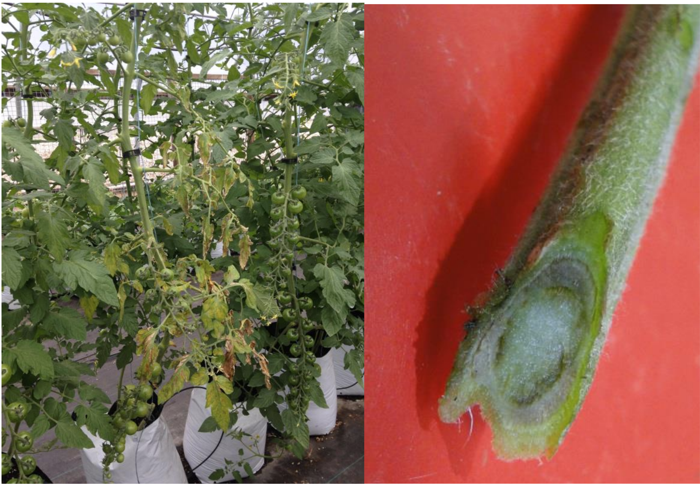 Figure 1: Wilting of lower tomato leaves. Photo by L. Pundt; Figure 2: A discolored ring ofvascular tissue in a cross-section of tomato stem. Photo by Y. Li, CAES