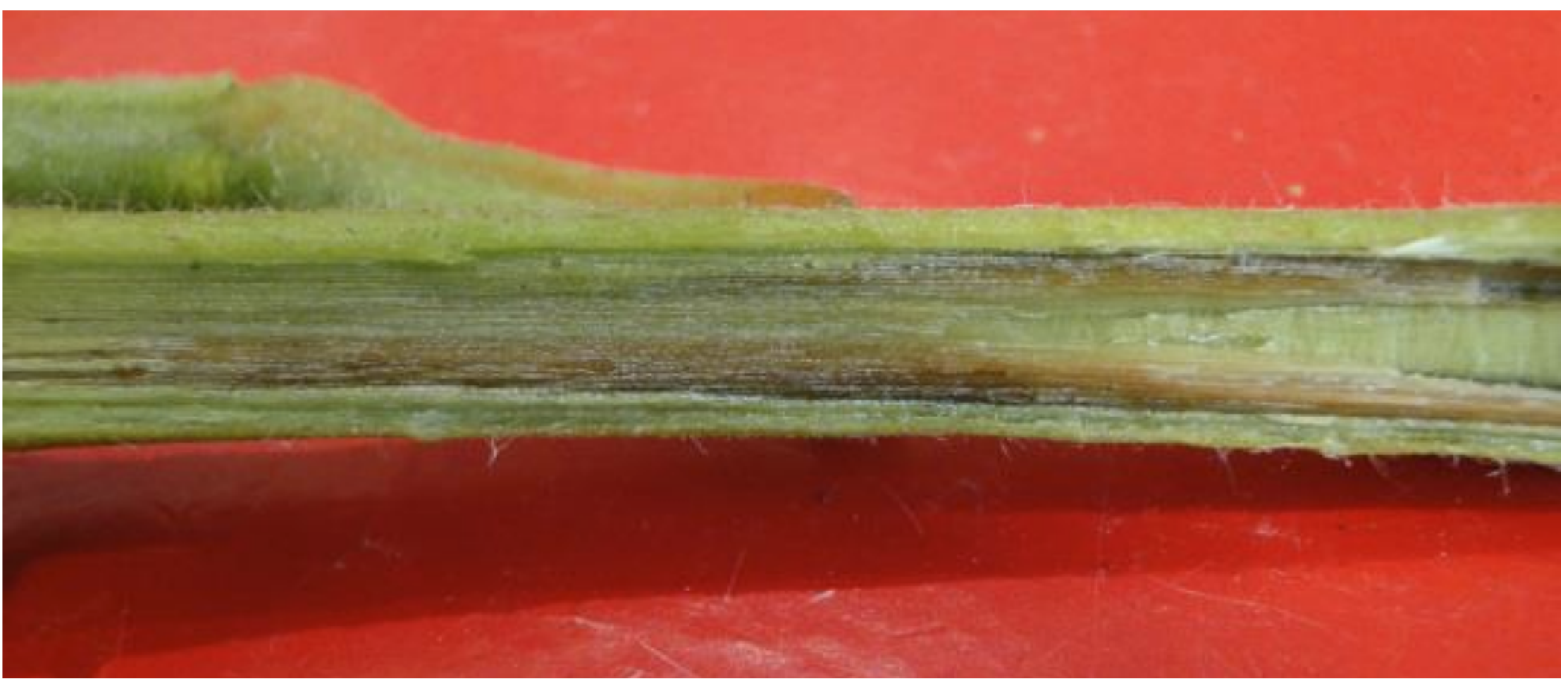Figure 3: Discoloration of vascular tissues in a tomato stem. Photo by Y. Li, CAES