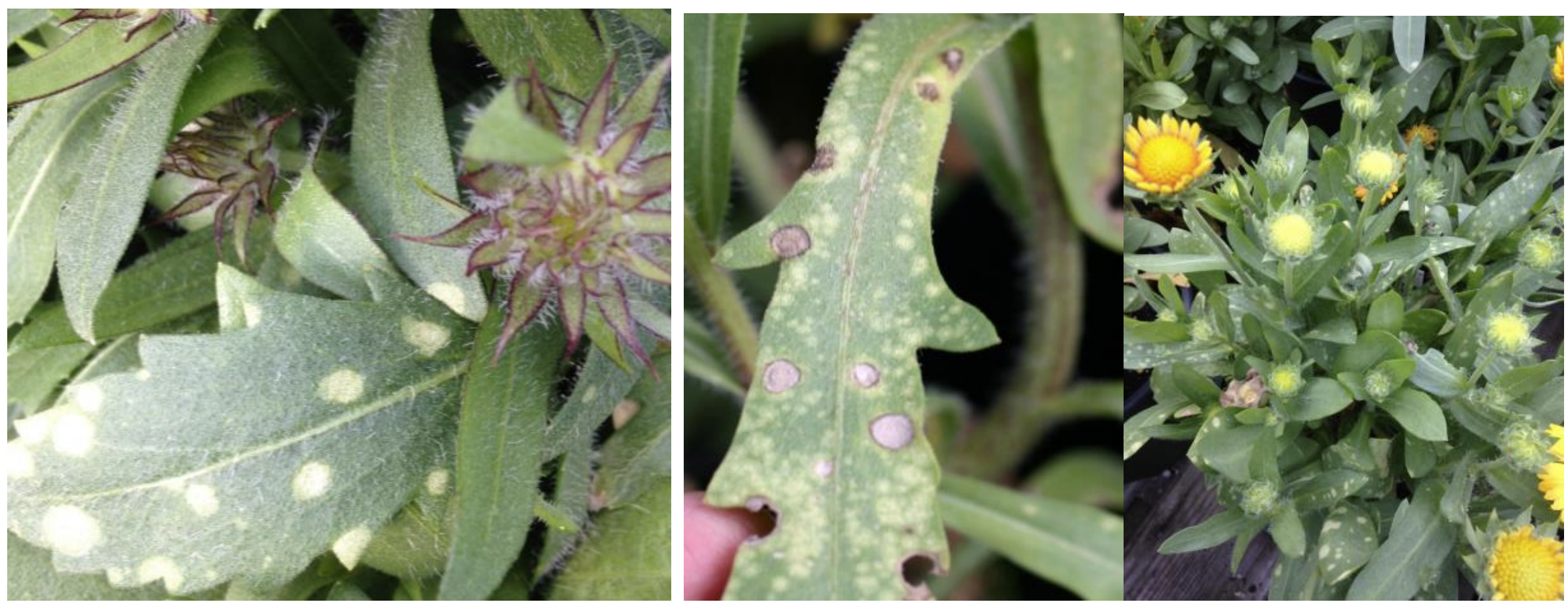 Figure 1: Early and late stages of white smut on gaillardia. Photos by L. Pundt