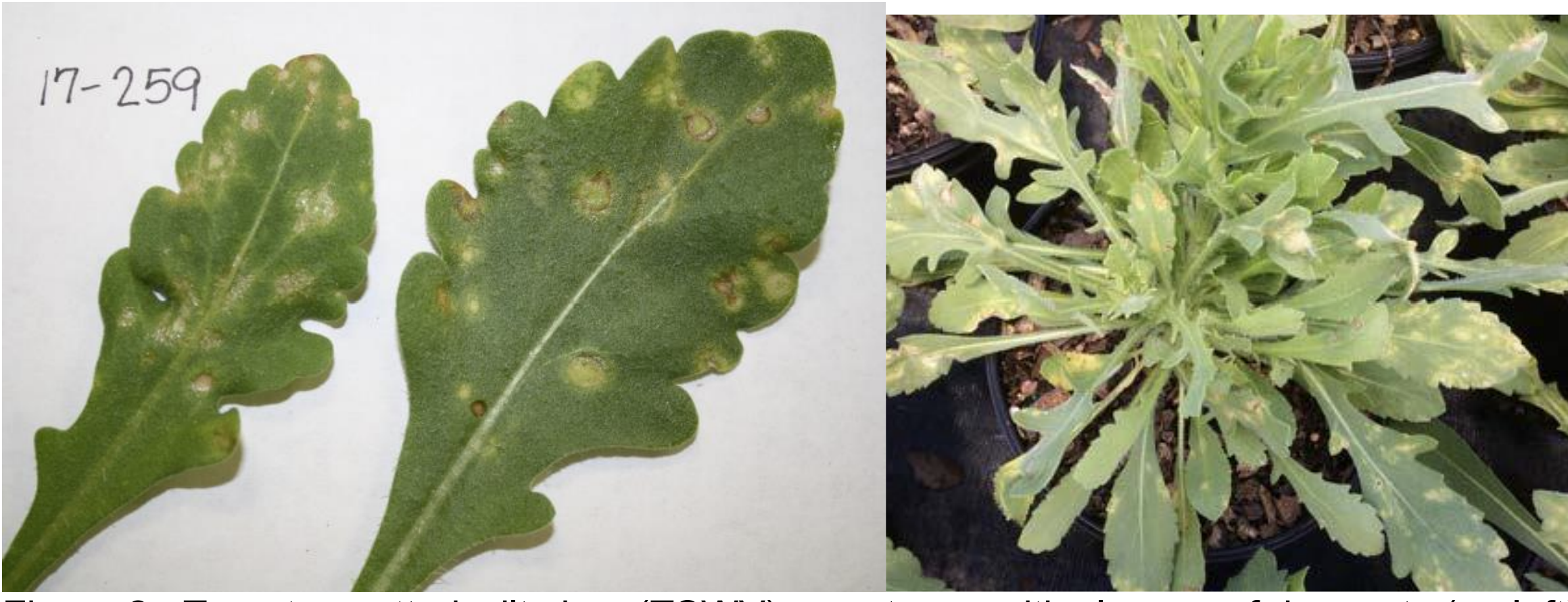 Figure 2: Tomato spotted wilt virus (TSWV) symptoms, with closeup of ringspots (on left)(Photo by J. Allen) and yellow spots on leaves (on right) (photo by D. Ellis).