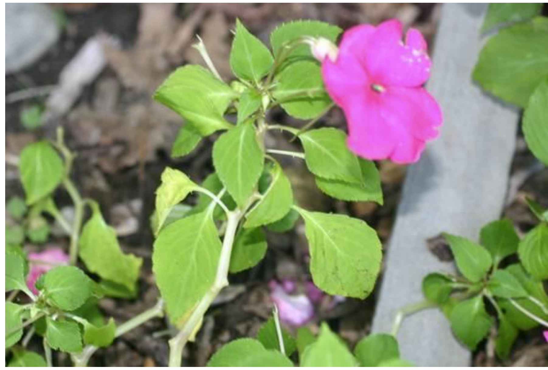 Figure 1. Early symptoms of impatiens downy mildew include yellowing and downwardcupping of the leaves. Photo: L. Pundt