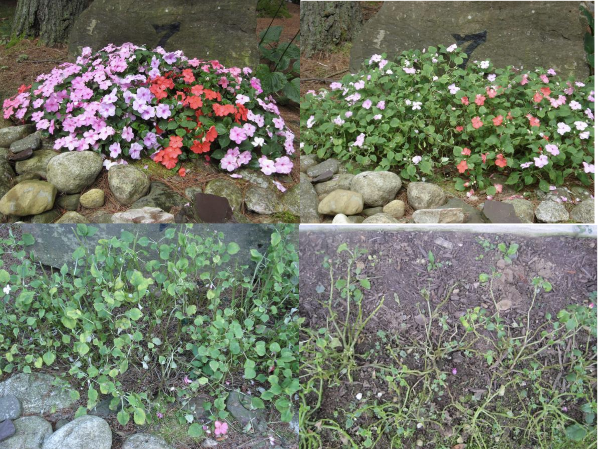 Figure 2. Photos from upper left: healthy impatiens, early yellowing of leaves and reduced flowering,additional yellowing and beginnings of defoliation, heavily defoliated stems. First three photos: J.Allen,fourth photo: L. Pundt