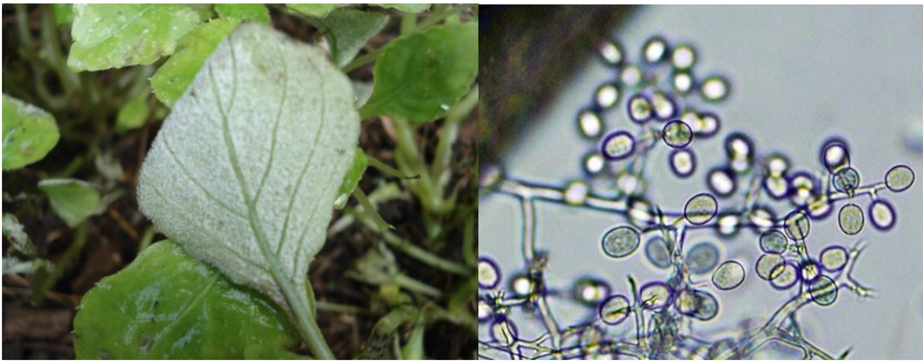 Figure 3. White sporulation on underside of leaf. Photo: J. Allen Figure 4. Magnified view of spores (sporangia: sac-like structures filled with swimming spores). Photo: Michigan State
 University.