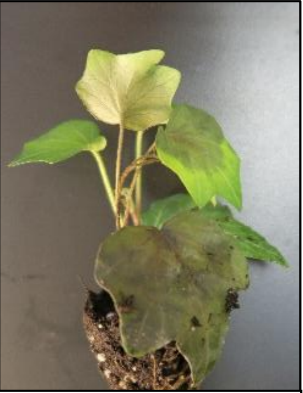 Figure 1. Hedera withsymptoms of foliarblight.
