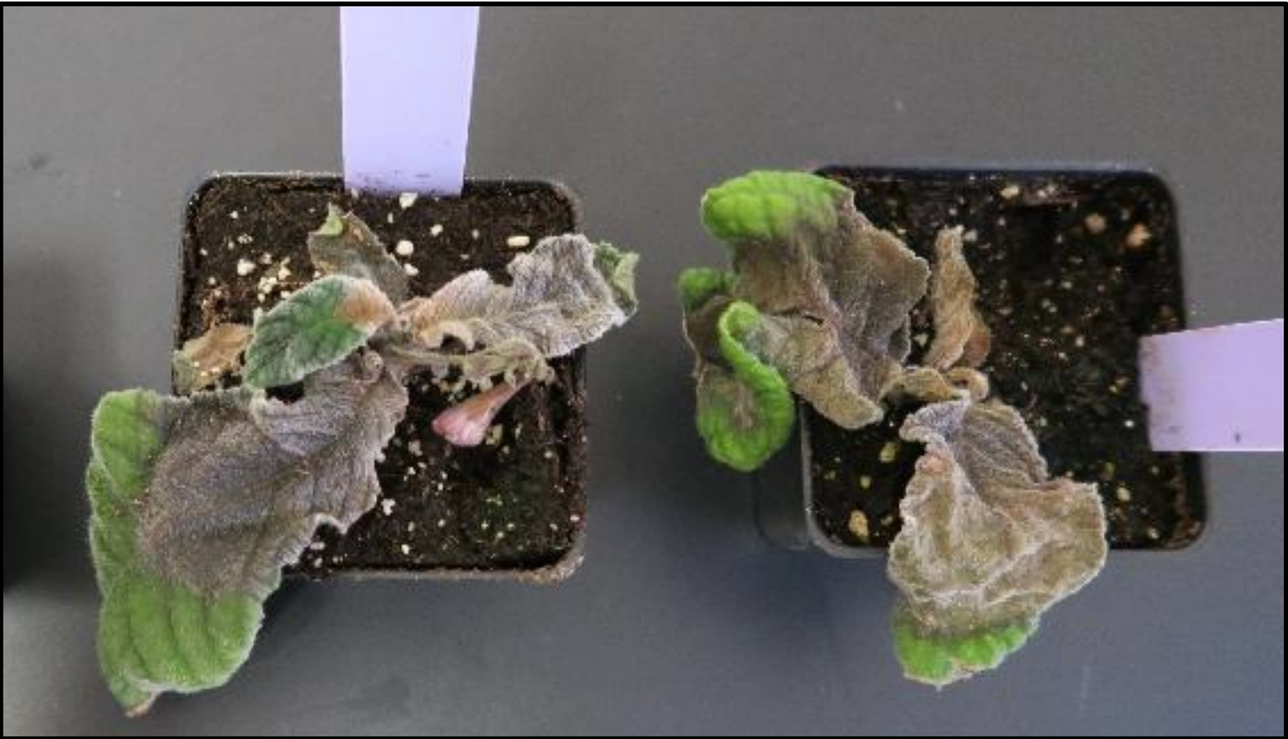 Figure 2. Streptocarpus with foliar blight and crown rot.