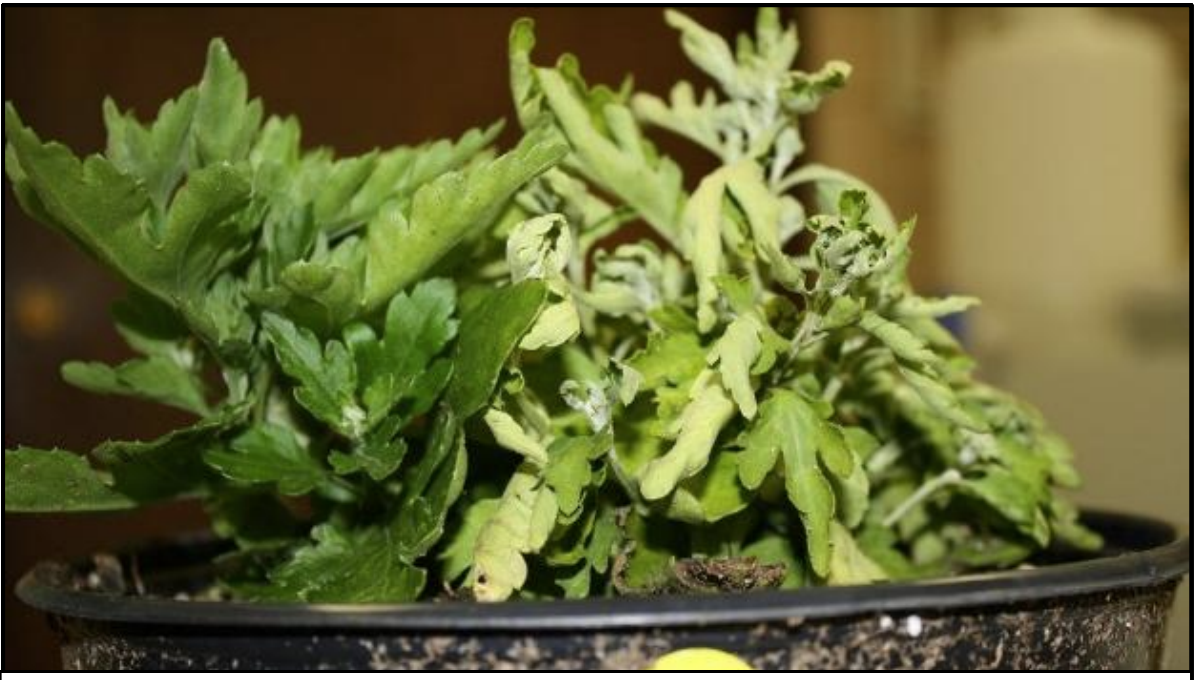 Figure 3. Phytophthora wilt, garden mum. Photo: L.Pundt