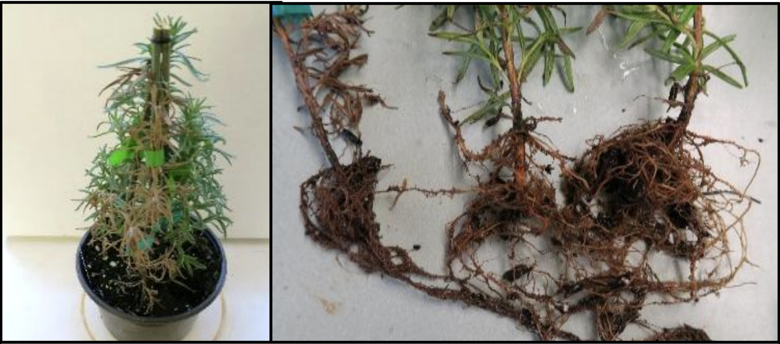 Figure 4. Single branch of rosemary infected byPhytophthora. The pathogen had spread toneighboring plantlets causing early stages of
root and crown rot.