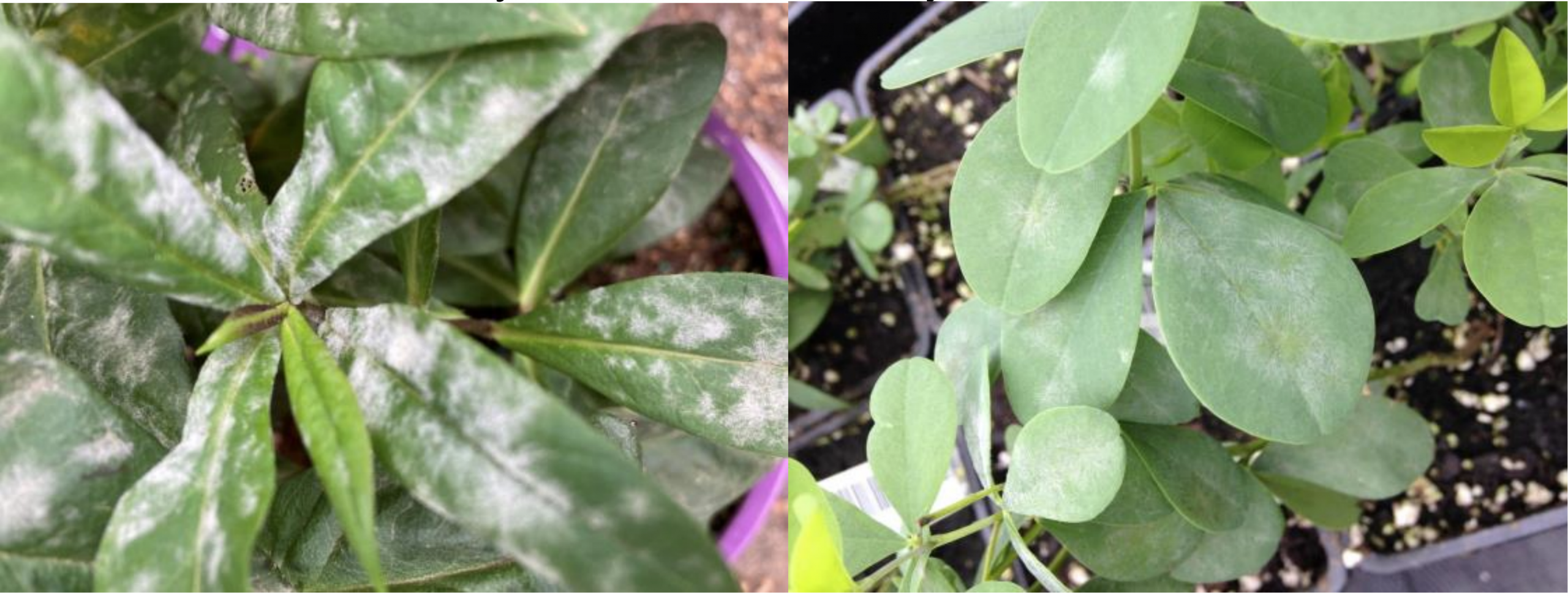 Figures 1 & 2: Powdery mildew on garden phlox (on left) and Baptisia (on right). Photos by L. Pundt