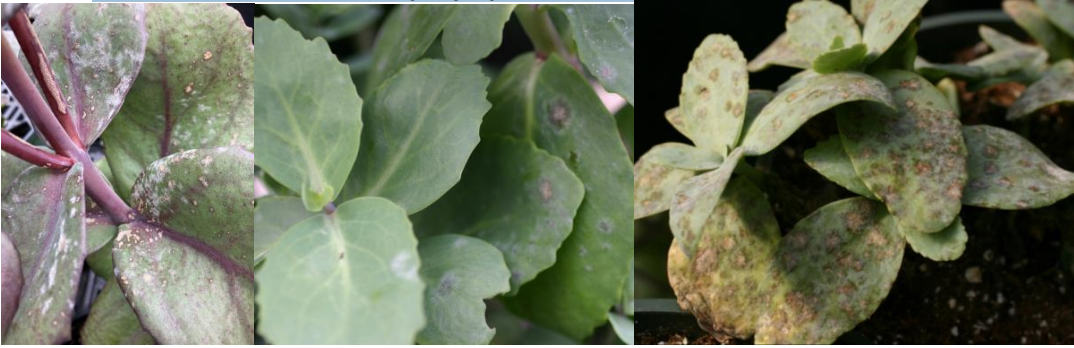Figures 3 & 4 & 5: Powdery mildew on Sedum. When infected with powdery mildew, Sedumdevelops brown scabby spots that can easily be confused with a leaf spot disease or sprayinjury. Photos by L. Pundt 