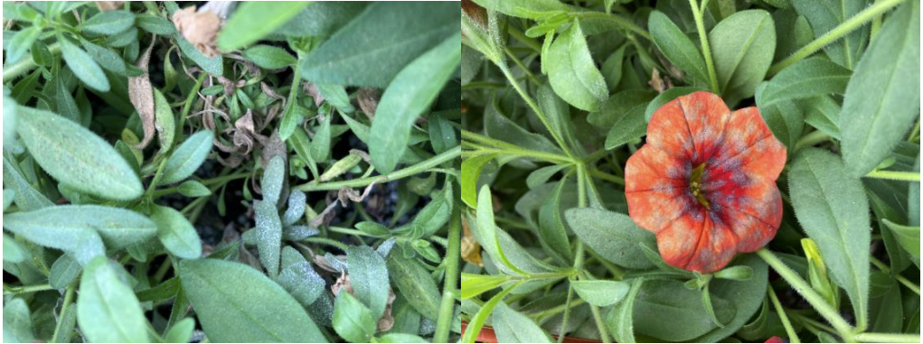 Figures 6 & 7: Faint, white powdery mildew colonies on lower leaves (on left) and flowers (onright) of calibrachoa plants. Photos by L. Pundt 