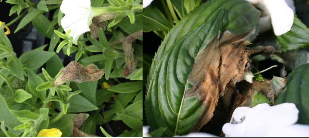 Figures 1 & 2: Botrytis sporulation on white flowered petunias (on left) and on New GuineaImpatiens leaves (on right). Photos by L. Pundt