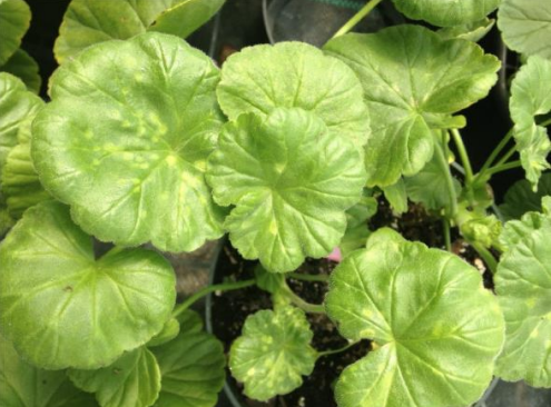 Figure 3: Botrytis ghost spot on Zonal Geraniums. Photos by L. Pundt
