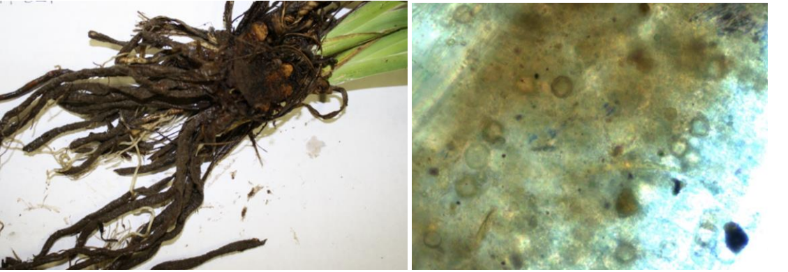 Figure 3: Pythium Root Rot on Iris versicolor (left) and Pythium oospores ininfected iris roots. Photos by J. Allen. 