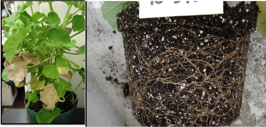Figure 4: Chlorosis and necrotic brown lesions on leaves (on left) and brown,discolored roots. Laboratory testing was needed to distinguish Phytophthorafrom the more commonly observed Pythium root rot on this geranium. Photos
by J. Allen. 