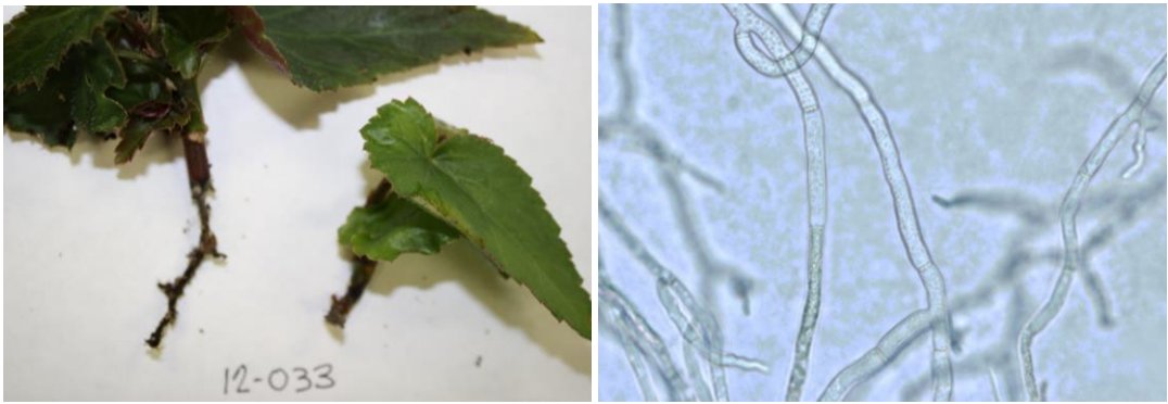 Figure 5: Brown, discolored cutting rot and diagnostic right angled branchingof Rhizoctonia viewed under the microscope. Photos by J. Allen