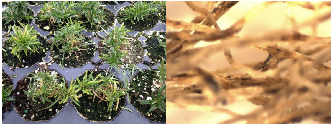 Figure 6: Yellow foliage due to black root rot infection on Phlox subulata (onleft) and wash off roots to look for black longitudinal areas (on right). Photos byL. Pundt