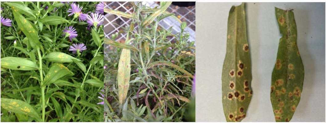 Figure 1: Aster rust. Photos by L. Pundt