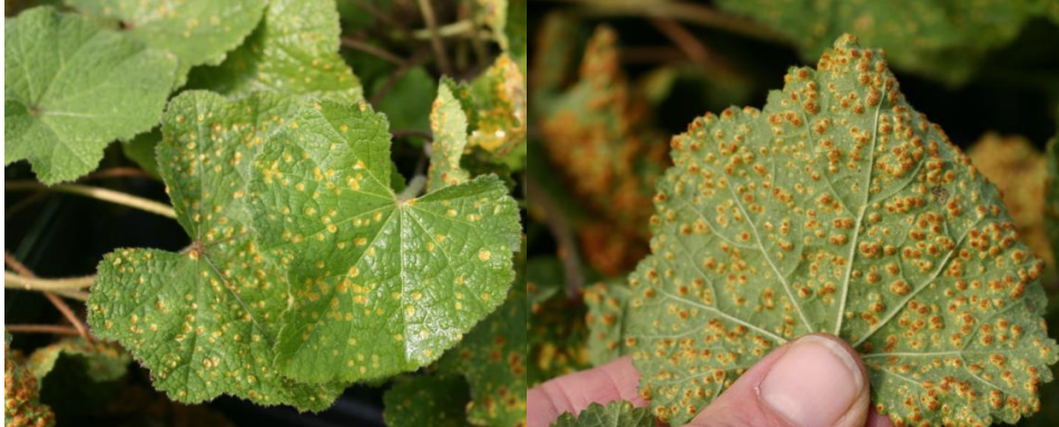 Figure 2: Yellow spots on the upper hollyhock leaf surface (on left), orange-brown rust pustulesof hollyhock rust on the lower leaf surface (on right). Photos by L. Pundt 