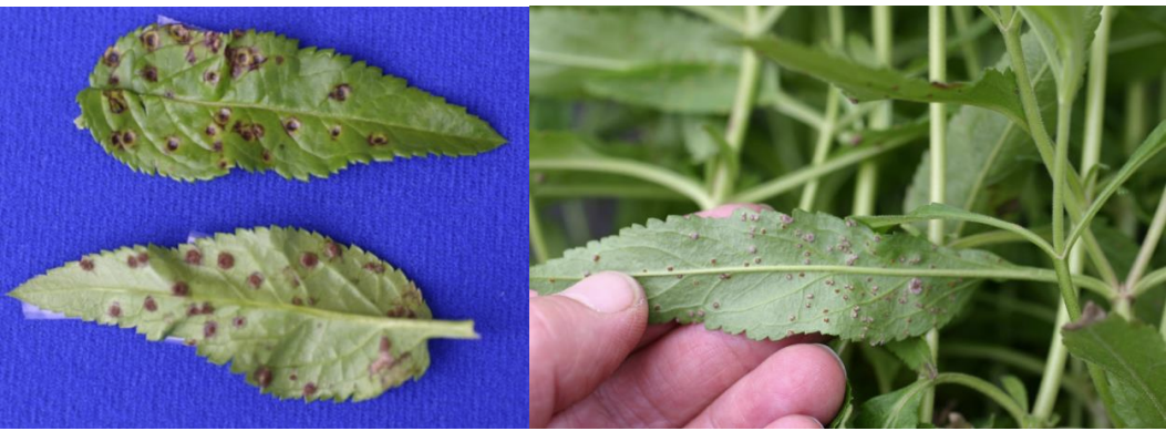 Figure 3: Veronica rust, when viewed from above, may resemble a bacterial or fungal diseasebut the distinctive pustules can be seen on the lower leaf surface of susceptible varieties.Photos by L. Pundt
