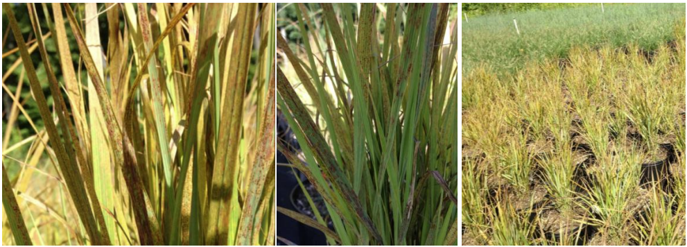 Figure 4: Susceptible variety of Panicum (on left and middle) to switchgrass rust and foreground(on far right). Photos by L. Pundt 