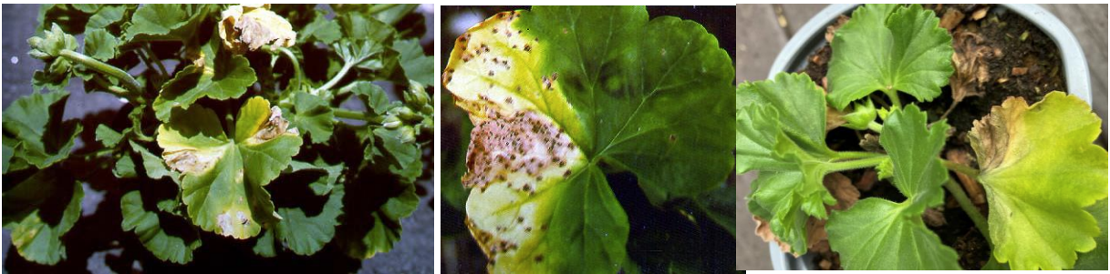 Figures 1 & 2: Bacterial blight on geraniums. Photos by L. Pundt 
