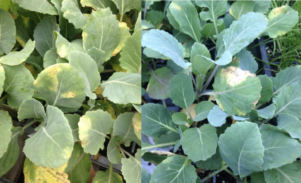 Figures 1 & 2: Black rot on Brussels sprout transplants. Photos by L. Pundt 