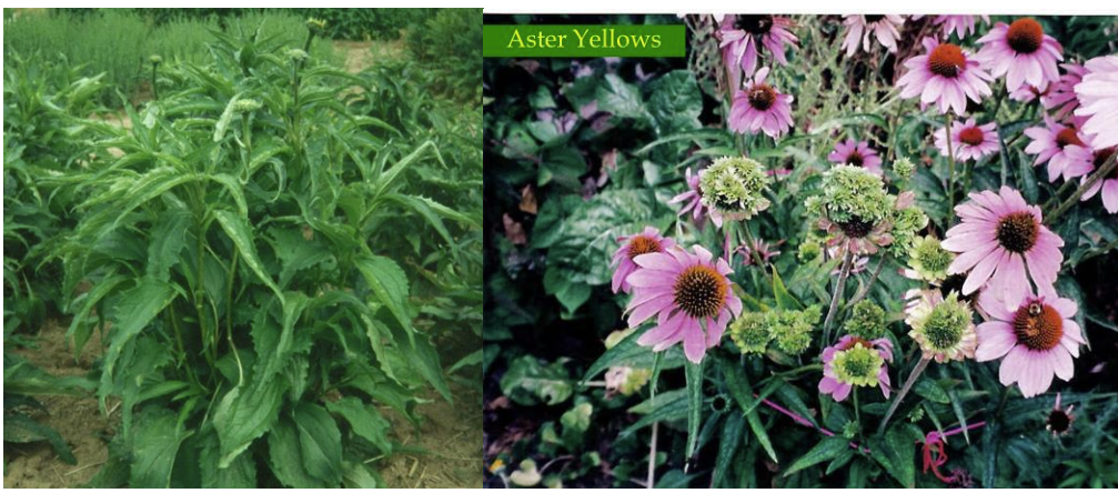 Figures 1& 2: Aster yellows on Echinacea. Photos by C. Smith, UNH (on left) and G. Moorman,Penn State (on right). 