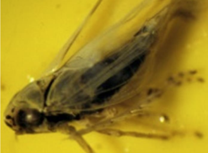 Figure 3: Adult asterleafhoppers have six blackspots on their head and are yellowish-green wedge- shaped insects tapered at their rear. Photo
by L. Pundt 