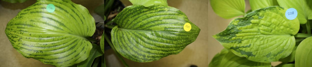 Figure 1: HVX. Dark green veins and mottling on Sum and Substance (first two photos on left) and leafmottling on August Moon (far right) Photos by J. Allen, UConn. 