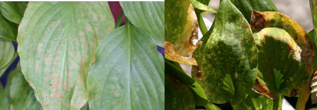 Figure 2: HVX: Browning or necrosis on Royal Standard (on left) and mottling on Blue Cadet (on right)Photos by L. Pundt For more photos online see Alan Windham's Images