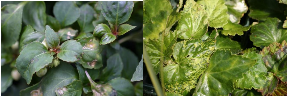 Figures 1 & 2 : Ringspots, line patterns and stunting characteristic of INSV on garden impatiens (on left)and mosaic patterns characteristic of INSV on Nonstop begonias (on right). Photos by L. Pundt