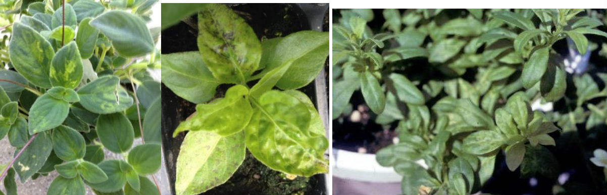 Figures 3 & 4: TMV symptoms on Cape Primrose (on left), hot pepper transplant (in middle) and calibrachoa (onright). Photos by L. Pundt