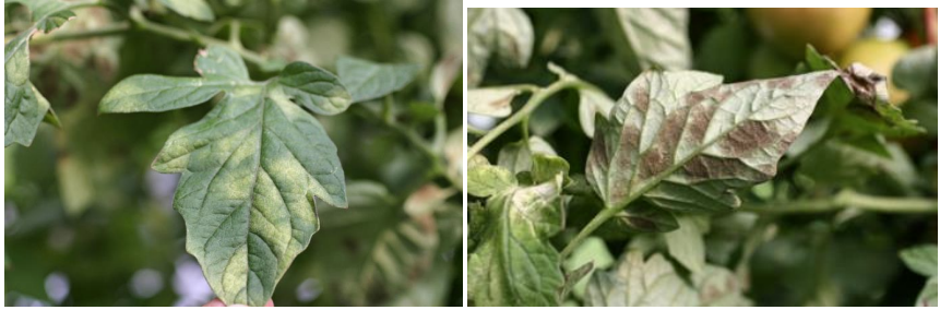Figure 1 and 2: Leaf Mold Symptoms on Greenhouse Tomatoes. Photos by L. Pundt 