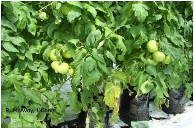 Figure 3: Botrytis Blight symptoms in a dense plant canopy. Photo by R. McAvoy