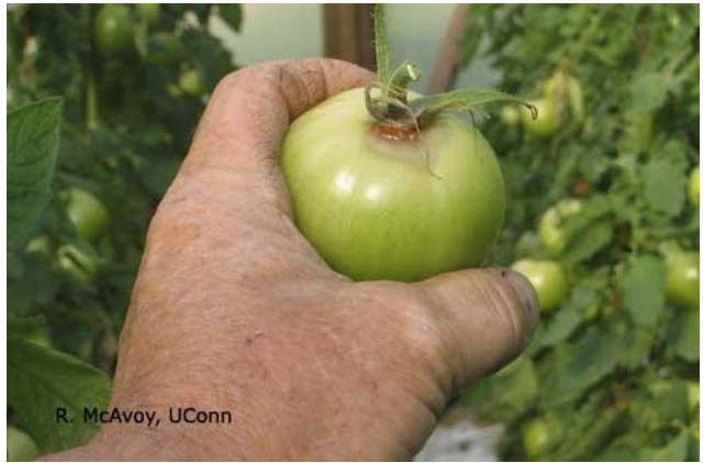 Figure 4: Botrytis entering tomato fruit and causing a soft rot. Photo by R. McAvoy