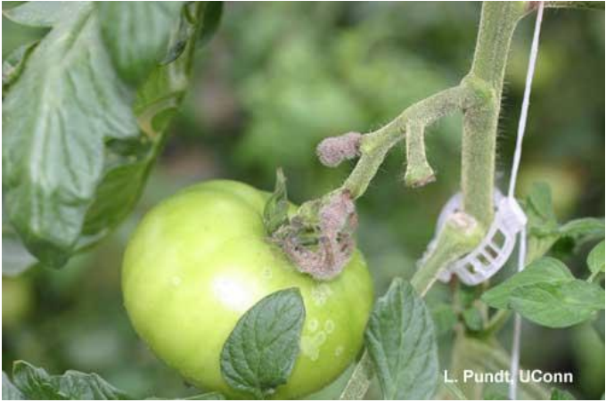 Figure 5: Ghost spots on tomato fruit. Photo by L. Pundt