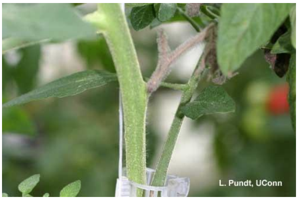 Figure 6: Botrytis infection on stubs can then enter the stem. Photo by L. Pundt