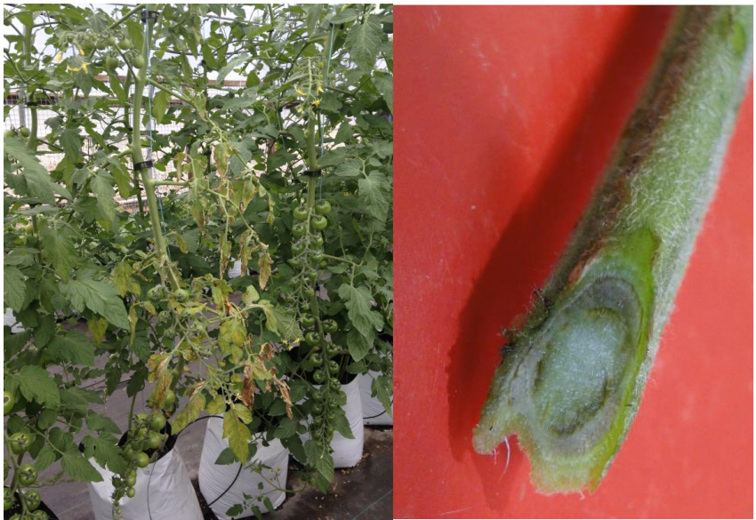Figure 1: Wilting of lower tomato leaves. Photo by L. Pundt; Figure 2: A discolored ring ofvascular tissue in a cross-section of tomato stem. Photo by Y. Li, CAES