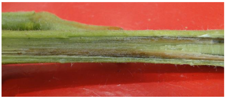 Figure 3: Discoloration of vascular tissues in a tomato stem. Photo by Y. Li, CAES