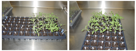 Figure 1: Two views of a flat of tomatoes showing the grafting process. The rootstock shoots have been removed and discarded, all the stems have been clipped, and the scions stuck with half the flat complete. Note that I am using 2.0 mm clips for plants with the second set of true leaves half expanded.