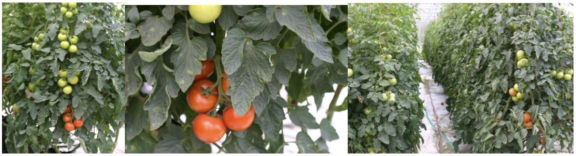 Figure 1: Greenhouse Tomatoes, Photos by L. Pundt