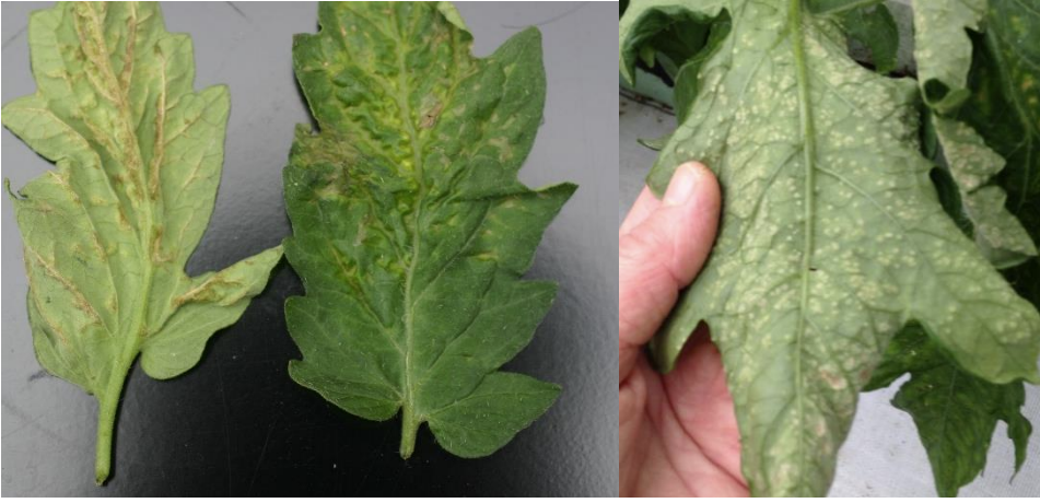 Figure 1: Intumescences symptoms on upper surface (on left) and lower surface of greenhousetomato leaves (on right). Photos by L. Pundt 