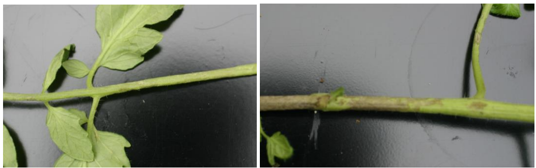 Figure 2: White blisters on a tomato petiole (on left) later turn brown and necrotic (on right).Photos by L. Pundt
