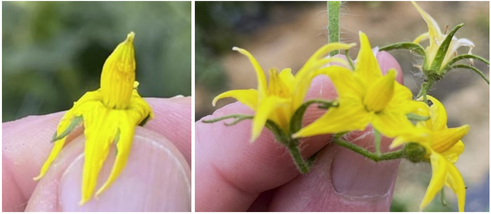 Fig. 1 Bumble bee bruising of tomato flower showing buzz pollination has occurred.Photo by G. Brust, UMD and Fig. 2 Tomato flowers showing various levels of bumblebee bruising. (visits: 1= many; 2= a few; 3= none). Photo by G. Brust, UMD