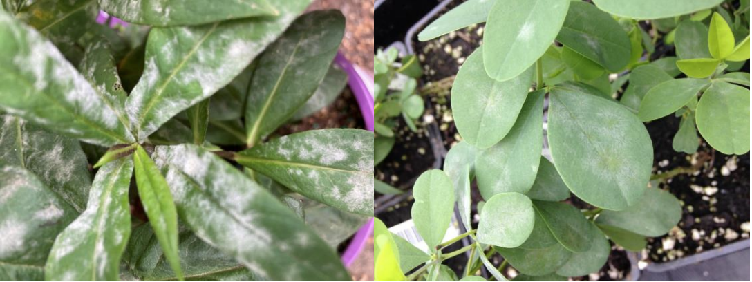 Figures 1 & 2: Powdery mildew on garden phlox (on left) and Baptisia (on right). Photos by L.Pundt