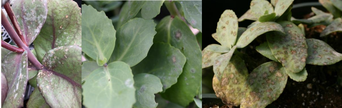 Figures 3 & 4 & 5: Powdery mildew on Sedum. When infected with powdery mildew, Sedumdevelops brown scabby spots that can easily be confused with a leaf spot disease or sprayinjury. Photos by L. Pundt 