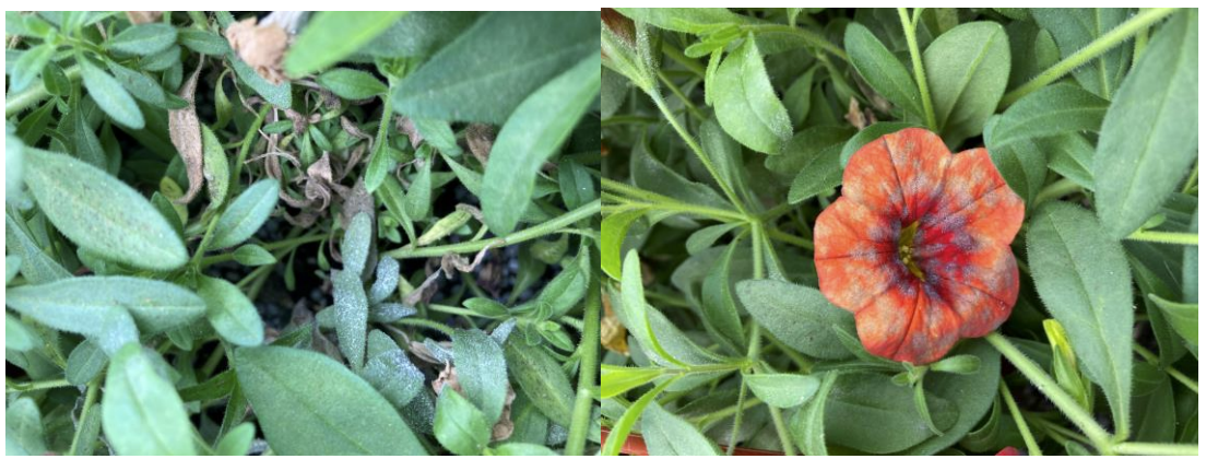 Figures 6 & 7: Faint, white powdery mildew colonies on lower leaves (on left) and flowers (onright) of calibrachoa plants. Photos by L. Pundt 