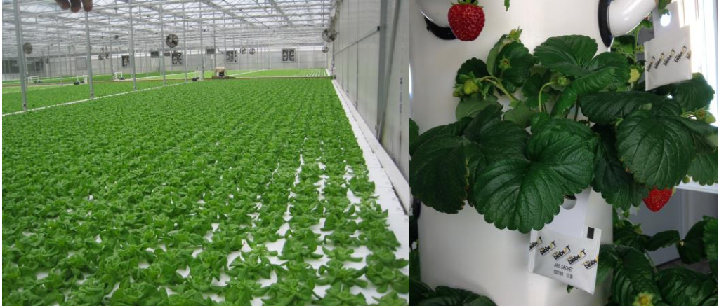Figure 1: Hydroponics production