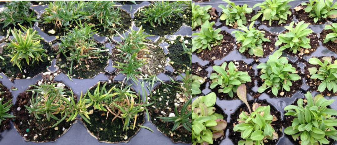 Figures 1 & 2: Black root rot infections resemble nutrient disorders. Photos by L. Pundt, UConn